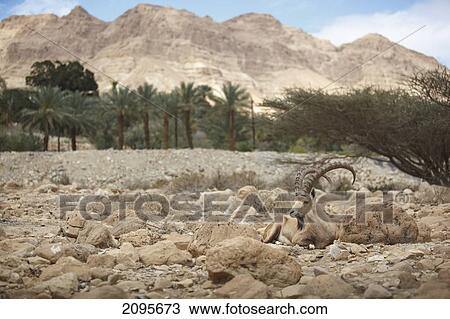 Ibex Laying On The Rocks; Jordan Valley Israel View Large Photo Image Stock Image - Ibex Laying On The Rocks; Jordan Valley Israel. Fotosearch