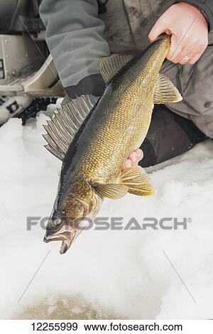 Ice fisherman holding a large walleye ready to release back into the hole; Ontario, Canada View Large Photo Image Stock Photo - Ice fisherman holding a large walleye ready to release back into the hole; Ontario, Canada. Fotosearch