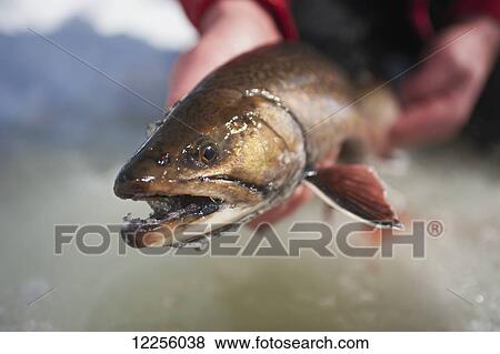 Stock Photo - Ice fisherman holding a large winter brook; Ontario, Canada. Fotosearch