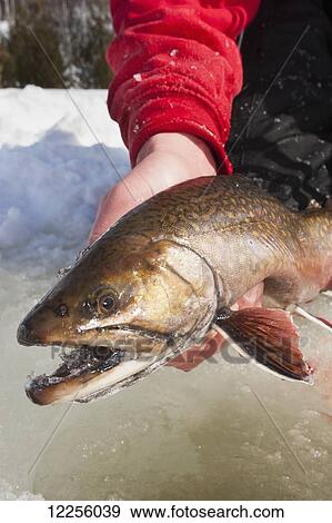 Ice fisherman holding a large winter brook; Ontario, Canada View Large Photo Image Stock Photo - Ice fisherman holding a large winter brook; Ontario, Canada. Fotosearch
