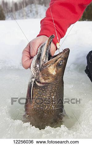 Stock Photograph - Ice fisherman holding a large winter brook trout in the ice fishing hole; Ontario, Canada. Fotosearch