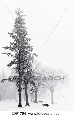 Picture - Ice Fog In Winter In Assiniboine Park; Winnipeg, Manitoba, Canada. Fotosearch