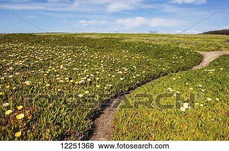 Ice plant flowers blossoming on the hills along the pacific coast; California, United States of America View Large Photo Image Stock Photo - Ice plant flowers blossoming on the hills along the pacific coast; California, United States of America. Fotosearch