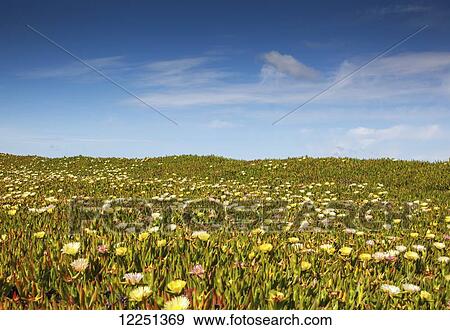 Ice plant flowers blossoming on the hills along the pacific coast; California, United States of America View Large Photo Image Stock Photo - Ice plant flowers blossoming on the hills along the pacific coast; California, United States of America. Fotosearch