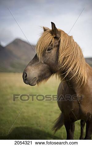 Stock Image - Icelandic Horse Along Golden Circle; Iceland. Fotosearch