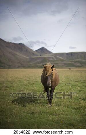 Stock Image - Icelandic Horse Along Golden Circle; Iceland. Fotosearch