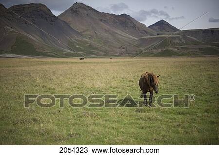 Stock Image - Icelandic Horse Along Golden Circle; Iceland. Fotosearch