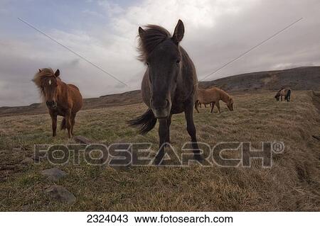 Stock Image - Icelandic horses; Iceland. Fotosearch