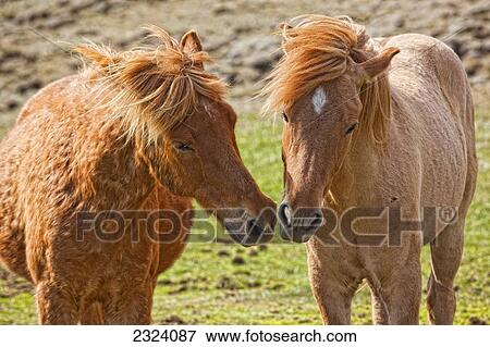 Stock Photo - Icelandic horses; Iceland. Fotosearch