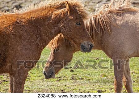 Icelandic horses; Iceland View Large Photo Image Stock Photo - Icelandic horses; Iceland. Fotosearch