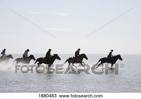 Stock Image - Icelandic Horses On Ronnerne. Fotosearch