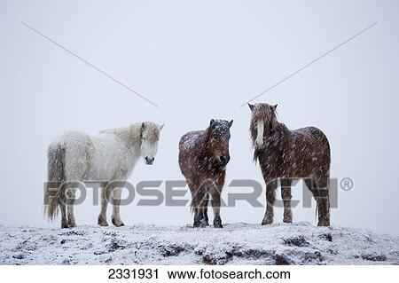 Icelandic Horses Standing In A Snowstorm; Iceland View Large Photo Image Stock Image - Icelandic Horses Standing In A Snowstorm; Iceland. Fotosearch