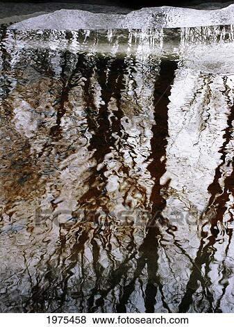 Stock Photo - Icy Trees 2, Massachusetts, Seekonk, Caratunk Wildlife Refuge, Reflections Of Trees In Water And Ice.. Fotosearch