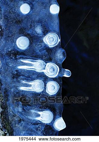 Picture - Icy Visitors, Massachusetts, Seekonk, Caratunk Wildlife Refuge, Close-Up Of Unique Patterns In Ice.. Fotosearch