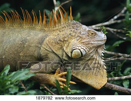 Stock Image - Iguana Near Cano National Park. Fotosearch