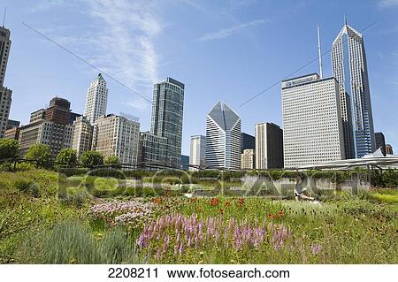 Illinois Chicago Flowers Blooming In Lurie Garden Of Millennium Park, City Skyline In Background View Large Photo Image Stock Image - Illinois Chicago Flowers Blooming In Lurie Garden Of Millennium Park, City Skyline In Background. Fotosearch