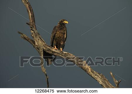 Stock Photography - Immature Bateleur Eagle (bateleur (Terathopius ecaudatus), Liwonde National Park; Malawi. Fotosearch
