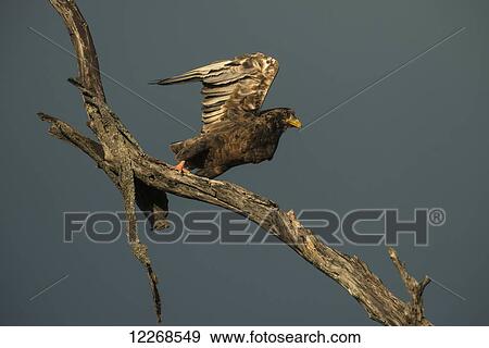 Immature Bateleur Eagle (Terathopius ecaudatus) taking flight, Liwonde National Park; Malawi View Large Photo Image Stock Photo - Immature Bateleur Eagle (Terathopius ecaudatus) taking flight, Liwonde National Park; Malawi. Fotosearch