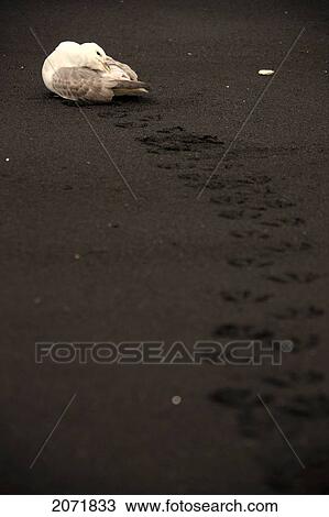 Stock Image - Immature Fulmar Bird On A Black Sand Beach, Near Vik, Iceland. Fotosearch