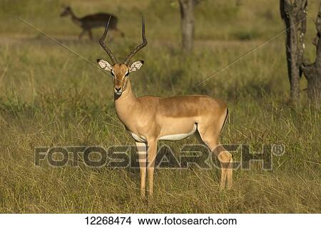 Picture - Impala (Aepyceros melampus) in Liwonde National Park; Malawi. Fotosearch