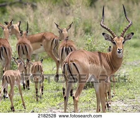 Impala In The Okavango Delta Botswana View Large Photo Image Stock Photo - Impala In The Okavango Delta Botswana. Fotosearch