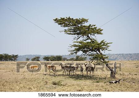 Picture - Impala, Kenya, Africa. Fotosearch