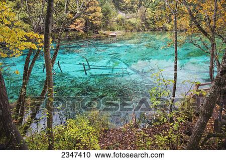 Stock Image - Incredible Colors Of Autumn Leaves And Water In The Lake With Dead Trees At Jiuzhaigou Valley National Park; Jiuzhaigou, Sichuan, China. Fotosearch