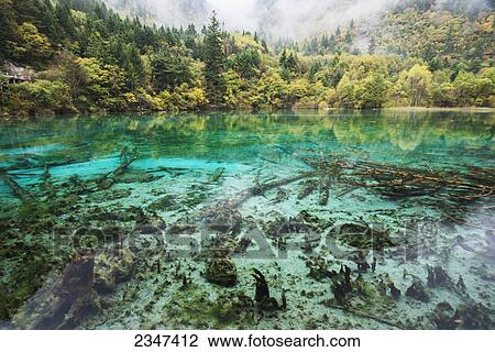 Incredible Colors Of Autumn Leaves And Water In The Lake With Dead Trees At Jiuzhaigou Valley National Park; Jiuzhaigou, Sichuan, China View Large Photo Image Stock Image - Incredible Colors Of Autumn Leaves And Water In The Lake With Dead Trees At Jiuzhaigou Valley National Park; Jiuzhaigou, Sichuan, China. Fotosearch