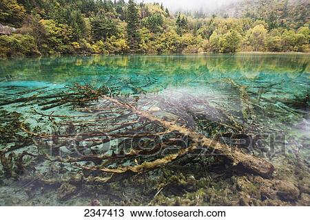 Incredible Colors Of Autumn Leaves And Water In The Lake With Dead Trees At Jiuzhaigou Valley National Park; Jiuzhaigou, Sichuan, China View Large Photo Image Stock Image - Incredible Colors Of Autumn Leaves And Water In The Lake With Dead Trees At Jiuzhaigou Valley National Park; Jiuzhaigou, Sichuan, China. Fotosearch
