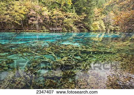 Stock Photo - Incredible Colors Of Autumn Leaves And Water In The Lake With Dead Trees At Jiuzhaigou Valley National Park; Jiuzhaigou, Sichuan, China. Fotosearch
