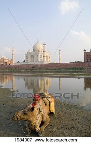 India, Agra, Young Boy On A Camel Seated In Front Of The Taj Mahal. View Large Photo Image Stock Photo - India, Agra, Young Boy On A Camel Seated In Front Of The Taj Mahal.. Fotosearch