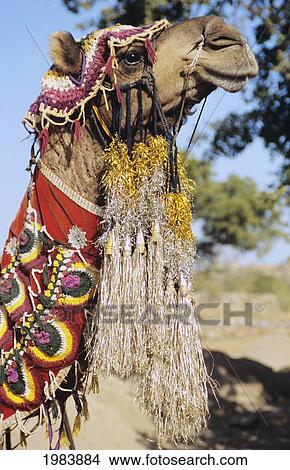 Picture - India, Camel In Ceremonial Costume; Rajasthan. Fotosearch