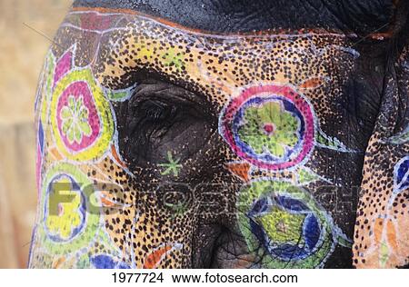 India, Close up of painted elephant head; Jaipur View Large Photo Image Picture - India, Close up of painted elephant head; Jaipur. Fotosearch