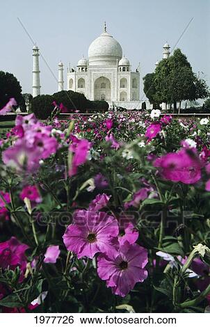Stock Photograph - India, Flowers In The Foreground Of The Taj Mahal.. Fotosearch