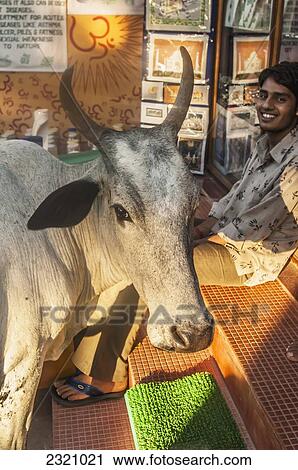 Stock Image - India, Goa, Sacred Cow In Tourist Market; Palolem. Fotosearch