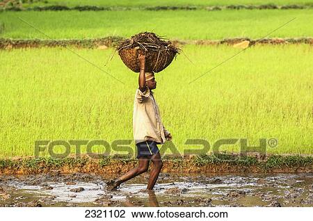 Stock Image - India, Karnataka, Worker Carrying Basket In Paddy Fields; Gokarna. Fotosearch