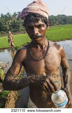 India, Karnataka, Worker In Paddy Fields With Water Bottle; Gokarna View Large Photo Image Stock Image - India, Karnataka, Worker In Paddy Fields With Water Bottle; Gokarna. Fotosearch