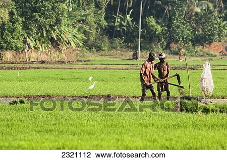 Stock Image - India, Karnataka, Workers In Paddy Fields; Gokarna. Fotosearch
