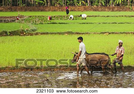 India, Karnataka, Workers Ploughing With Cattle In Paddy Fields; Gokarna View Large Photo Image Stock Image - India, Karnataka, Workers Ploughing With Cattle In Paddy Fields; Gokarna. Fotosearch