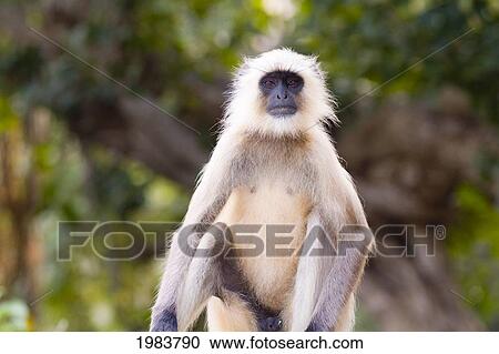India, Monkey in jungle of Ranthambore National Park; Rajasthan View Large Photo Image Stock Image - India, Monkey in jungle of Ranthambore National Park; Rajasthan. Fotosearch