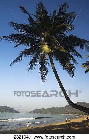 Stock Photo - India, Palm Trees Over Palolem Beach; Goa. Fotosearch
