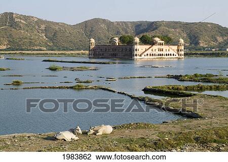 India, Rajasthan, Beautiful and peaceful water palace of Jal Mahal on Man Sagar Lake; Jaipur View Large Photo Image Stock Image - India, Rajasthan, Beautiful and peaceful water palace of Jal Mahal on Man Sagar Lake; Jaipur. Fotosearch