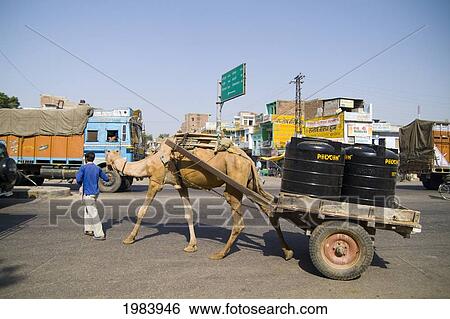 Stock Photograph - India, Rajasthan, Near Jodhpur, Cart Of Large Canisters Being Pulled By Camel In Small Village Of Shahpurain.. Fotosearch