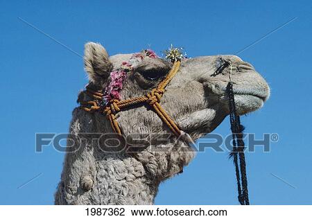 Stock Image - India, Rajasthan, Thar Desert, Close-Up Of Camel Head Against Blue Sky.. Fotosearch