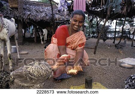 Stock Image - India, Saraswathi Woman Feeding Poultry; Nagalapuram. Fotosearch