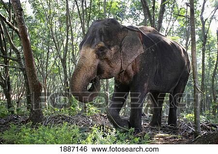 Indian Elephant In A Forest, Kerala View Large Photo Image Stock Photograph - Indian Elephant In A Forest, Kerala. Fotosearch
