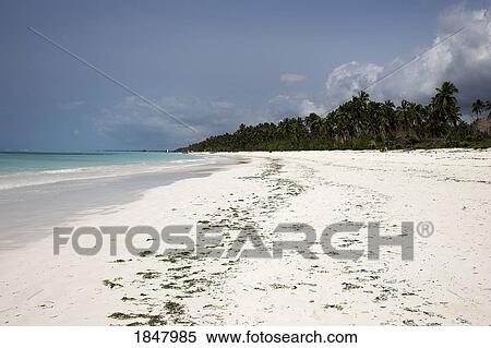 Indian Ocean, Zanzibar, Tanzania; Tropical Beach View Large Photo Image Stock Photography - Indian Ocean, Zanzibar, Tanzania; Tropical Beach. Fotosearch