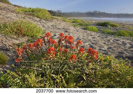Stock Image - Indian Paintbrush Grows In Endangered And Rare Coastal Sand Dunes At Wickaninnish Beach In Pacific Rim National Park Near Tofino; British Columbia Canada. Fotosearch
