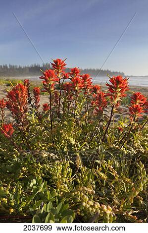 Indian Paintbrush Grows In Endangered And Rare Coastal Sand Dunes At Wickaninnish Beach In Pacific Rim National Park Near Tofino; British Columbia Canada View Large Photo Image Stock Photo - Indian Paintbrush Grows In Endangered And Rare Coastal Sand Dunes At Wickaninnish Beach In Pacific Rim National Park Near Tofino; British Columbia Canada. Fotosearch