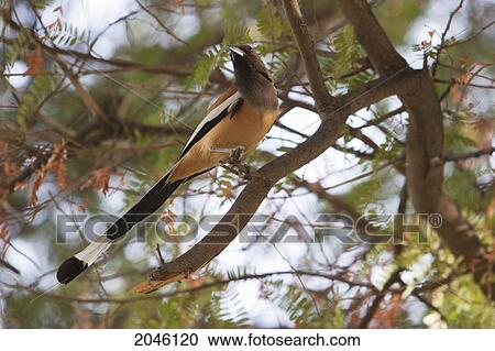 Stock Image - Indian Treepie (Dendrocitta Vagabunda), Samode, Rajasthan, India. Fotosearch